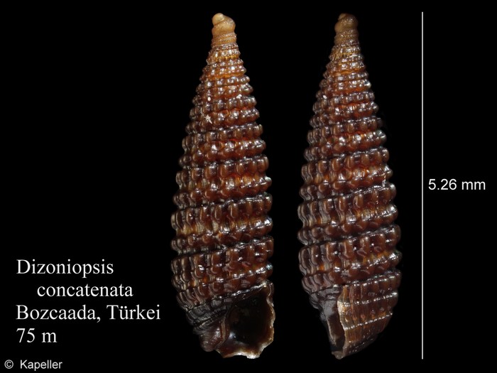 Dizoniopsis concatenata Dizoniopsis concatenata