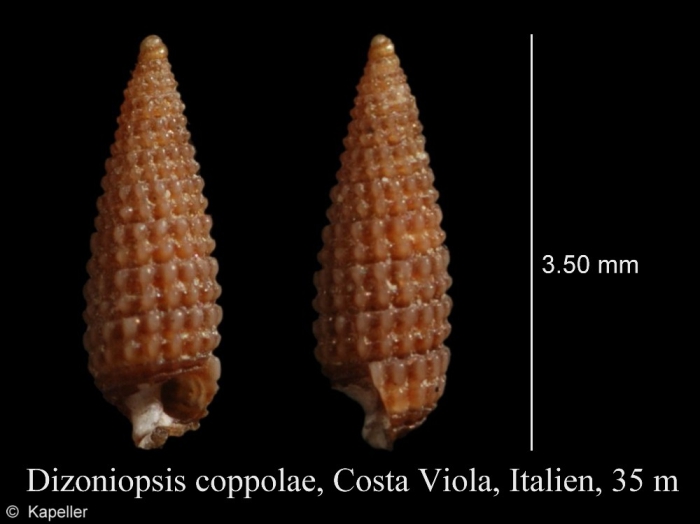 Dizoniopsis coppolae