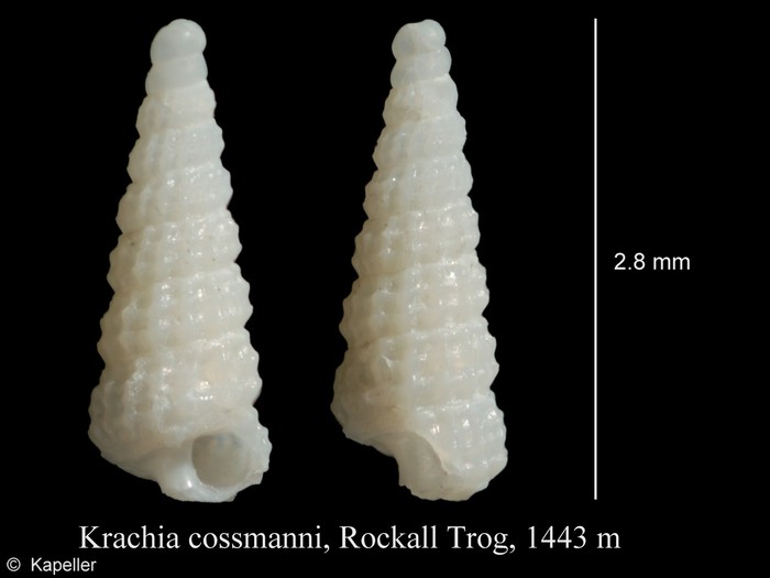 Krachia cossmanni Krachia cossmanni