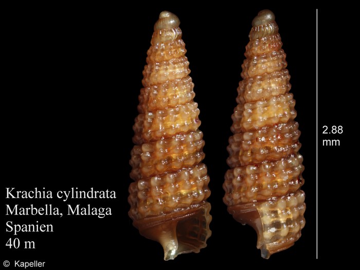 Krachia cylindrata