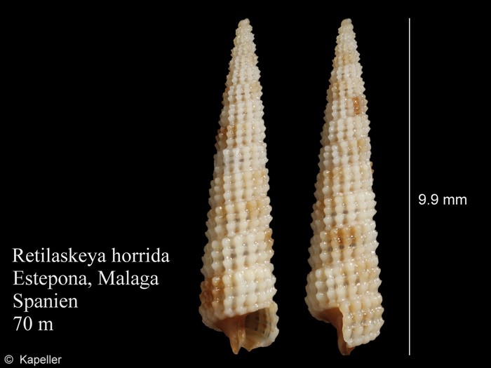 Retilaskeya horrida Retilaskeya horrida