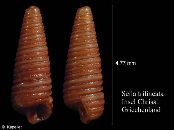 Seila trilineata