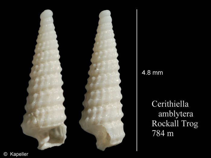 Cerithiella amblytera Cerithiella amblytera