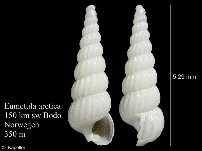 Eumetula arctica