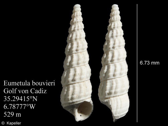 Eumetula bouvieri Eumetula bouvieri