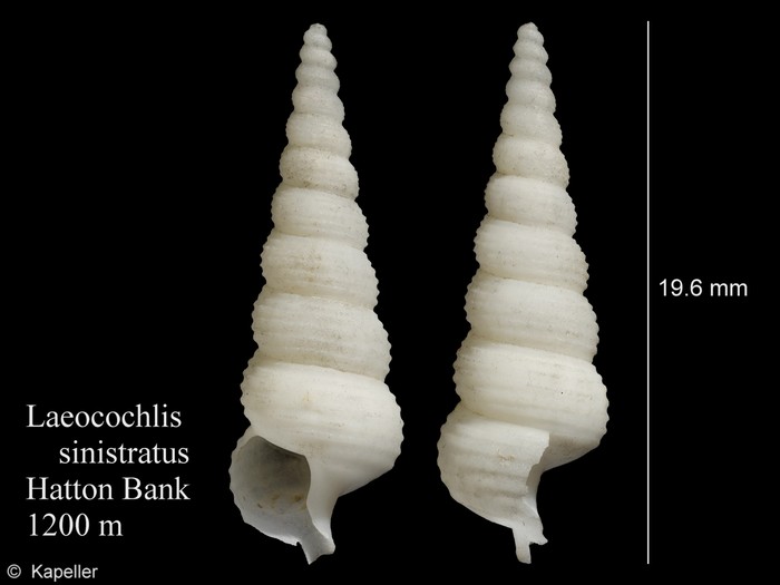 Laeocochlis sinistrata