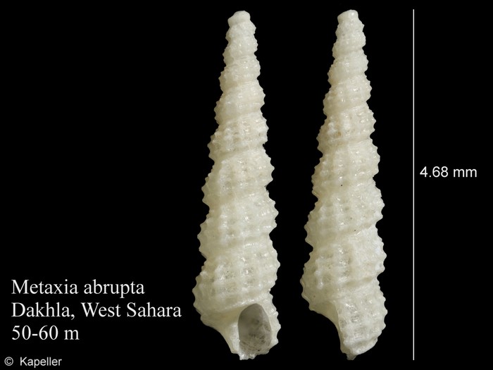 Metaxia abrupta