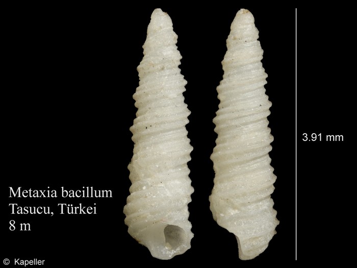 Metaxia bacillum