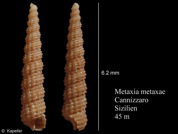 Metaxia metaxa