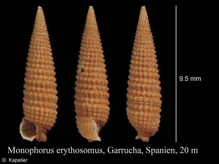 Monophorus erythrosoma