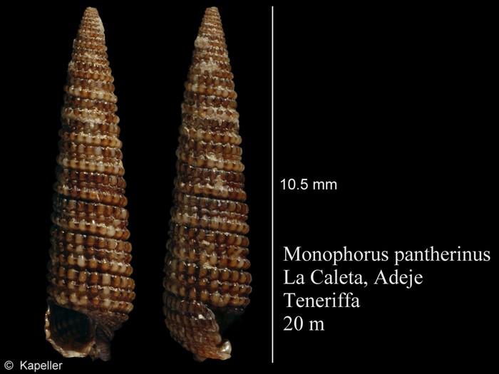 Monophorus pantherinus Monophorus pantherinus