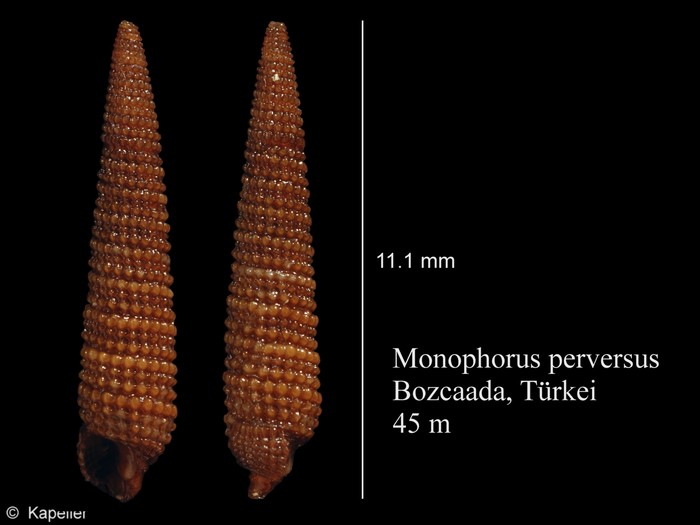 Monophorus perversus Monophorus perversus