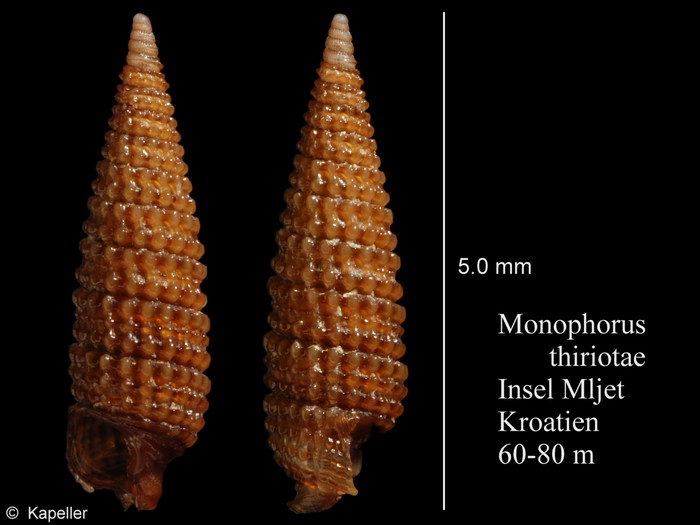 Monophorus thiriotae Monophorus thiriotae