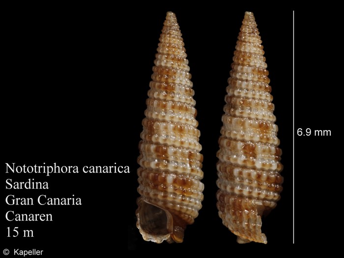 Nototriphora canarica Nototriphora canarica