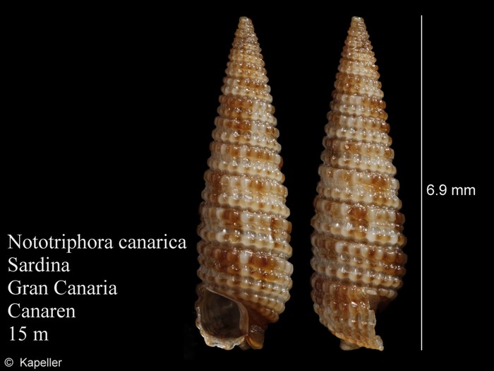 Nototriphora canarica