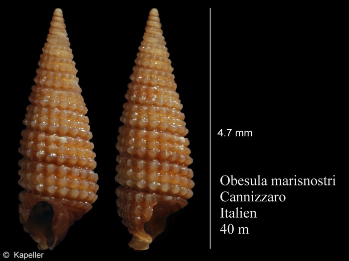 Obesula marisnostri