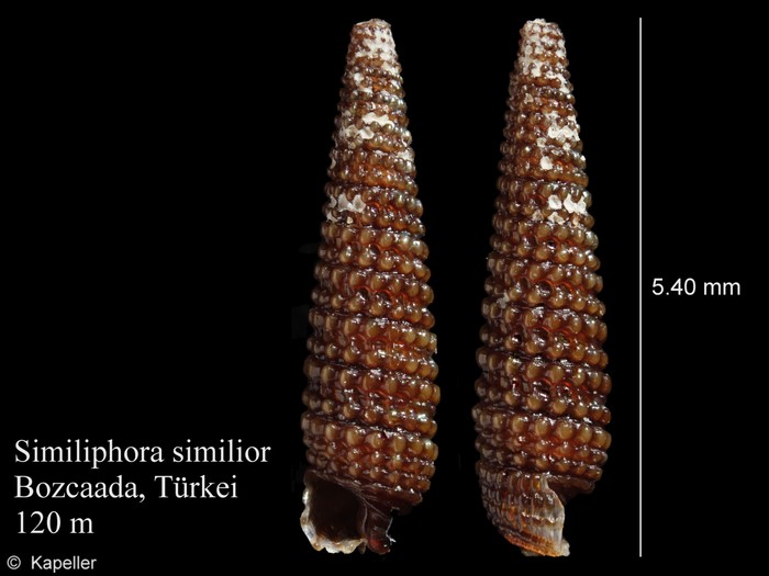 Similiphora similior