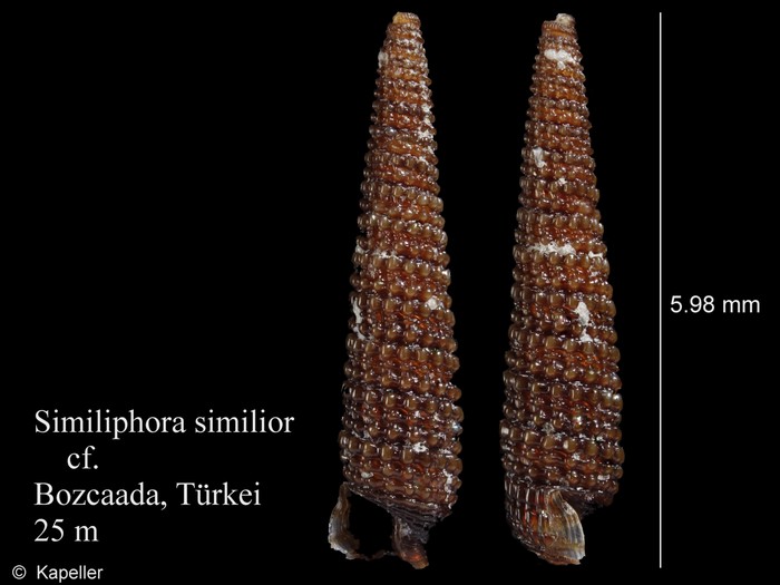 Similiphora similior