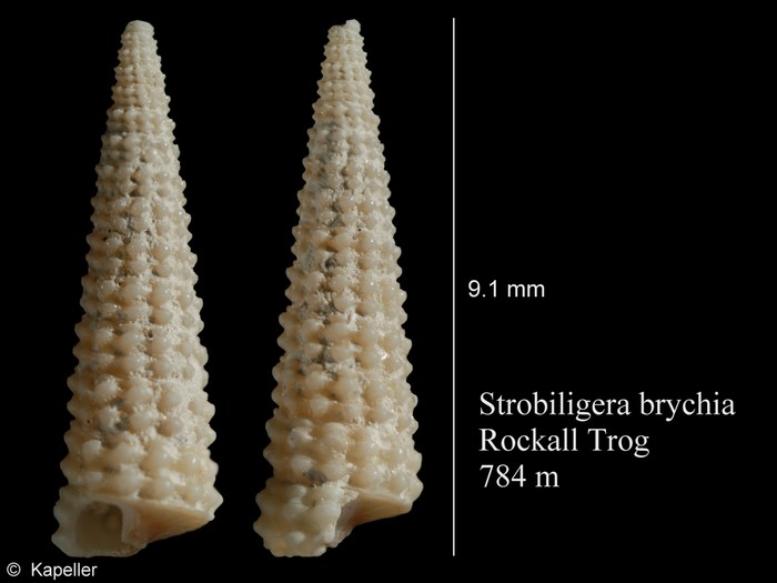 Strobiligera brychia Strobiligera brychia