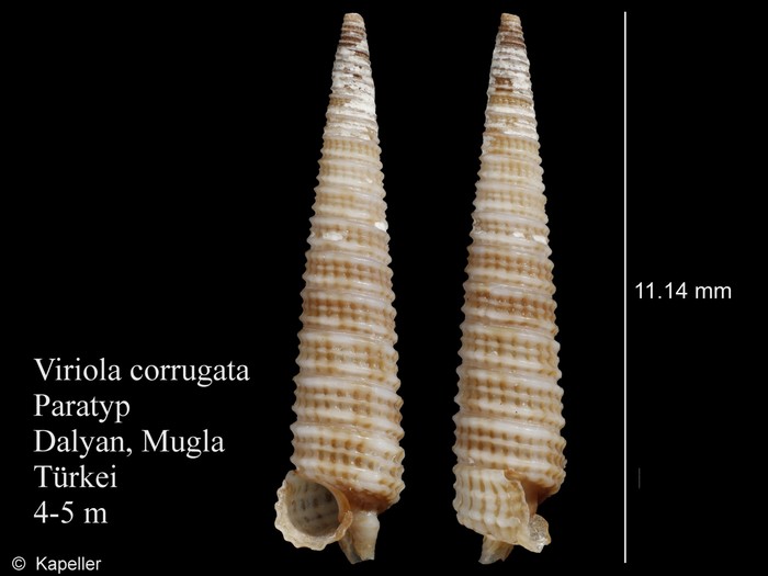 Viriola corrugata Viriola corrugata