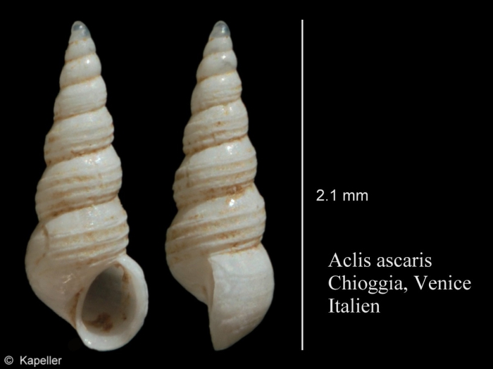 Aclis ascaris Aclis ascaris