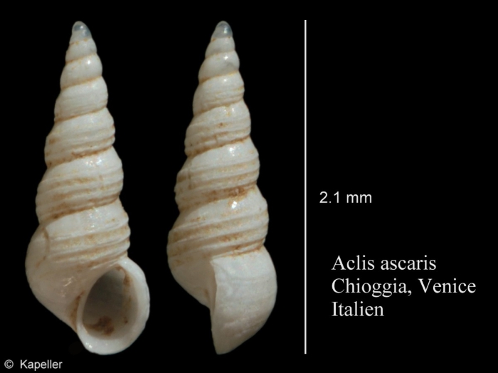 Aclis ascaris