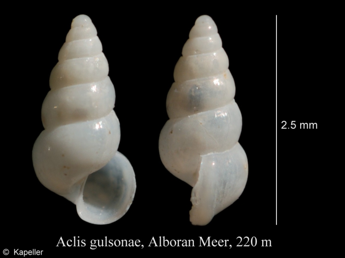 Aclis gulsonae