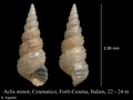 Mollusca (molluscs)