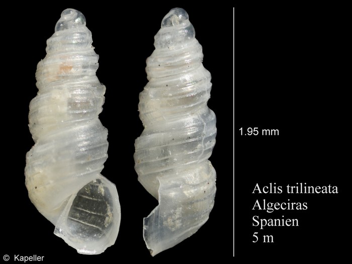 Aclis trilineata