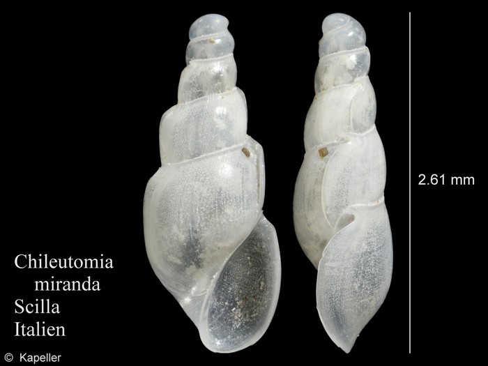 Chileutomia miranda Chileutomia miranda