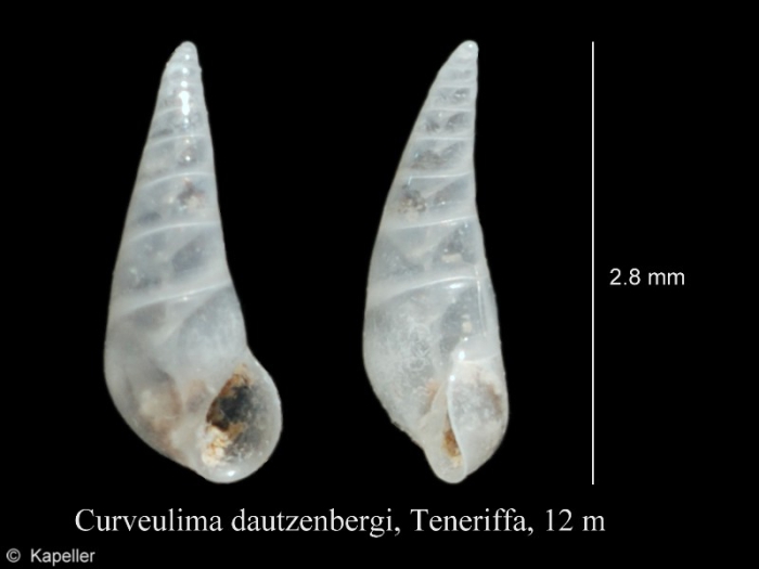 Curveulima dautzenbergi