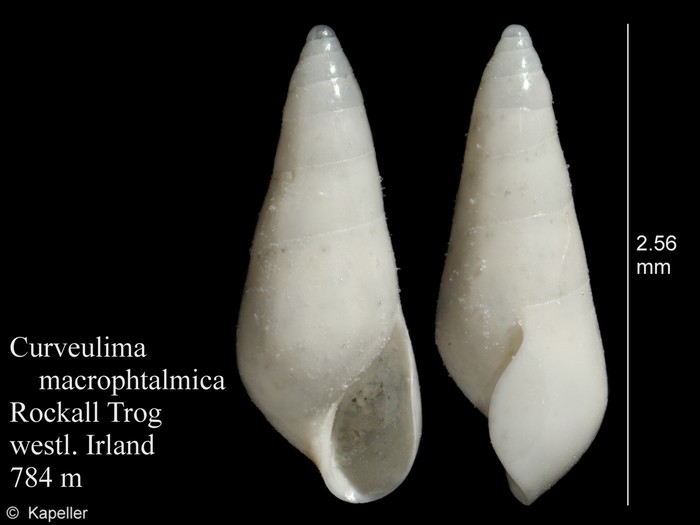 Curveulima macrophthalmica