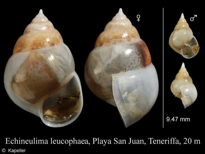 Echineulima leucophaes