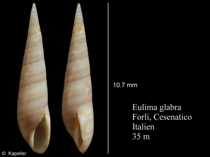 Eulima glabra