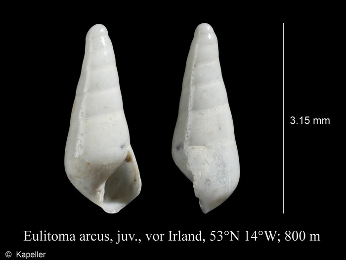 Eulitoma arcus Eulitoma arcus