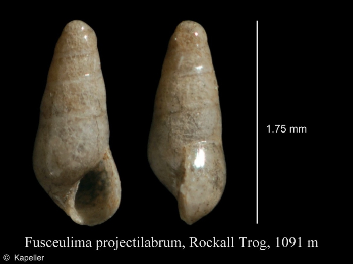 Fusceulima projectilabrum