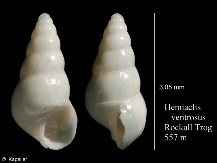 Hemiaclis ventrosa