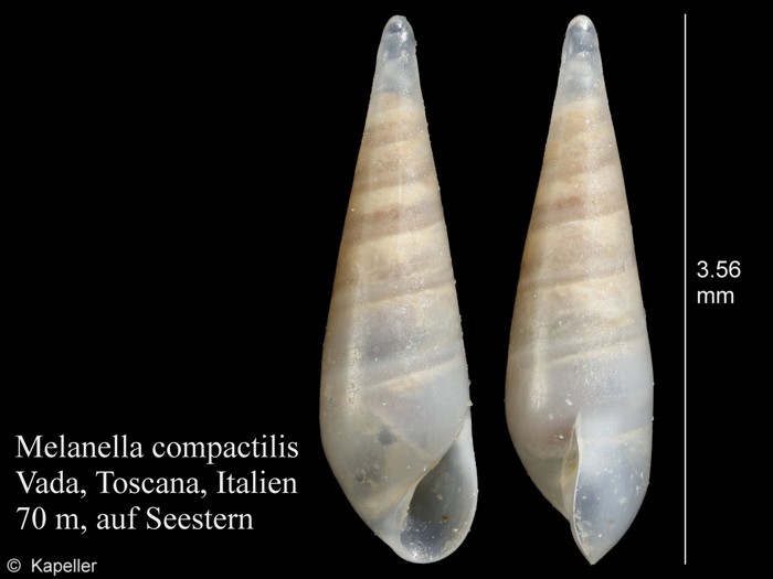 Melanella compactilis