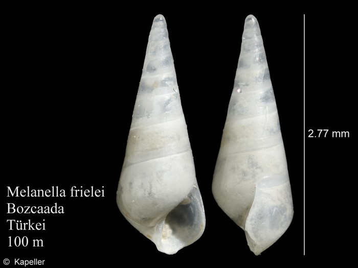 Melanella frielei Melanella frielei