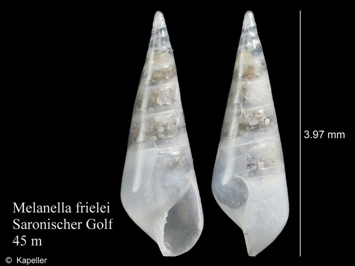 Melanella frielei Melanella frielei