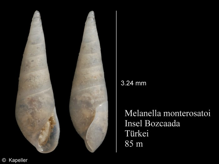 Melanella monterosatoi