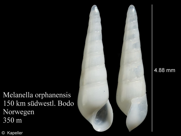 Melanella orphanensis Melanella orphanensis