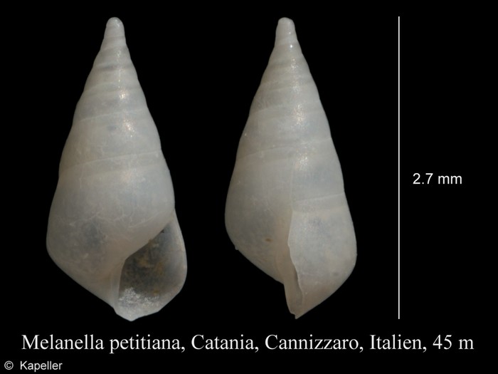Melanella petitiana Melanella petitiana