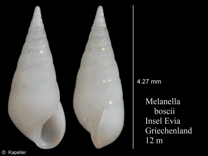 Melanella boscii