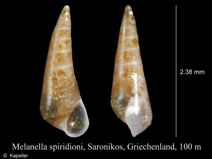 Melanella spiridioni Melanella spiridioni