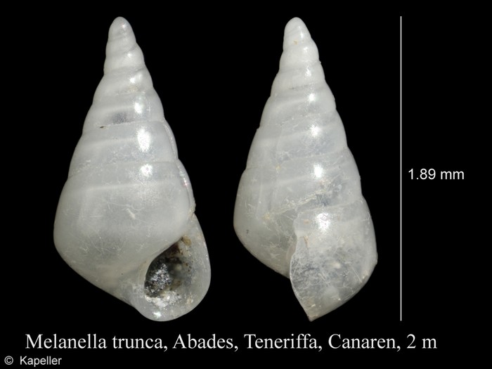 Melanella trunca Melanella trunca