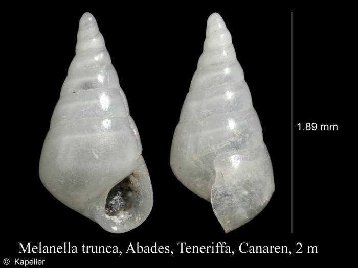 Melanella trunca