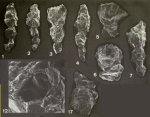 Reophax scorpiurus Montfort, 1808 Neotype and Paraneotypes