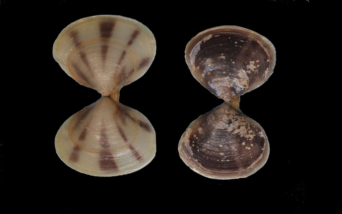 juvenile Nuttallia obscurata juvenile Nuttallia obscurata