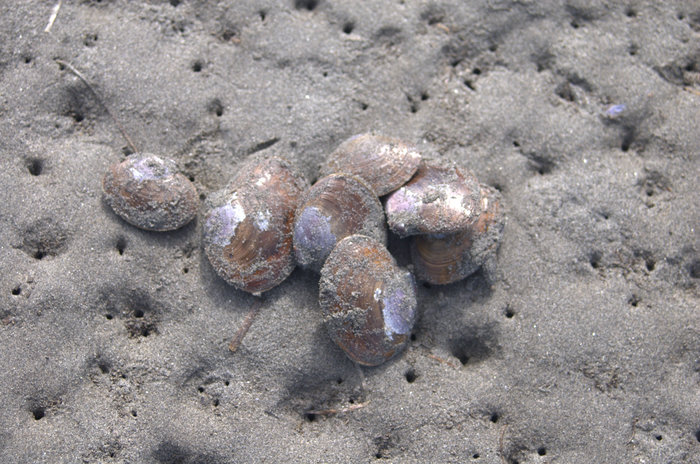 Nuttallia obscurata Nuttallia obscurata
